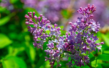 Leylak çiçeği New Hampshire 'ın eyalet çiçeği olarak seçildi çünkü Granit Eyaletteki erkek ve kadınların inatçı karakterlerini sembolize ediyor. Şırınga bayağıdır.