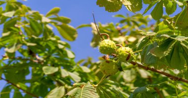 Ağaçta olgun kestaneler var. sonbahar dönemi
