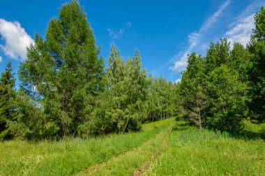 Yaz fotoğrafları, tepeler, tepeler, huş ağaçları dağların yamaçlarında yetişir. Yamaç boyunca dönen toprak bir yol, sıcak yaz günleri.
