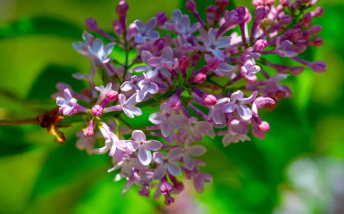 Leylak çiçeği New Hampshire 'ın eyalet çiçeği olarak seçildi çünkü Granit Eyaletteki erkek ve kadınların inatçı karakterlerini sembolize ediyor. Şırınga bayağıdır.
