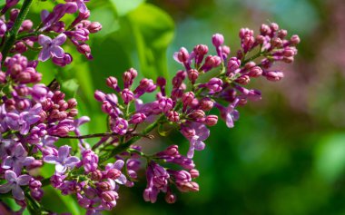 Leylak çiçeği New Hampshire 'ın eyalet çiçeği olarak seçildi çünkü Granit Eyaletteki erkek ve kadınların inatçı karakterlerini sembolize ediyor. Şırınga bayağıdır.