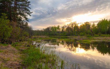 Güneş doğuyor. Gün batımı. Ormanın üstünde. Avrupa 'nın merkezi şeridi. Yılın ilkbaharı. gündoğumu, doğumu, yükselişi