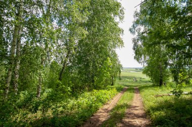 Yaz fotoğrafları, tepeler, tepeler, huş ağaçları dağların yamaçlarında yetişir. Yamaç boyunca dönen toprak bir yol, sıcak yaz günleri.