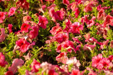 Petunyalar neredeyse sınırsız renk, şekil ve boyut çeşitliliğine sahiptir. Tozlaşan pek çok böcek de çiçek açan nektar zengini petunyalarla ziyafet çekmek için bahçenize akın edecek..