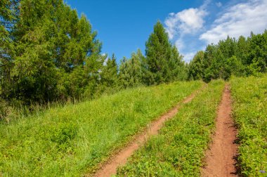 Yaz fotoğrafları, tepeler, tepeler, huş ağaçları dağların yamaçlarında yetişir. Yamaç boyunca dönen toprak bir yol, sıcak yaz günleri.
