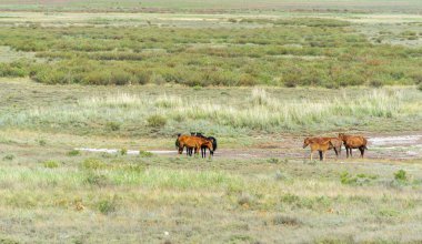 Çayırlık, bozkır ekosistemi, çayırlık, savana ve çalı biyologlarına göre, benzer ılıman bir iklime, ılımlı yağış ve çimen bileşimine dayanan bir çalı biyomu.,