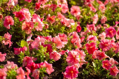 Petunyalar neredeyse sınırsız renk, şekil ve boyut çeşitliliğine sahiptir. Tozlaşan pek çok böcek de çiçek açan nektar zengini petunyalarla ziyafet çekmek için bahçenize akın edecek..