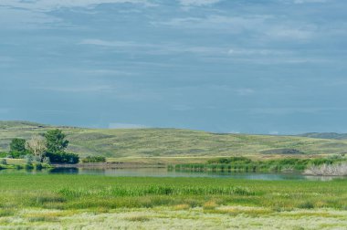Çayır, veld, ormansız bozkır, nemli ve kurak iklim bölgesinde bitkisel hayata sahip. Çayır bitkileri kalıcı yanıklara adapte olup güçlü yeraltı yapıları geliştirirler.