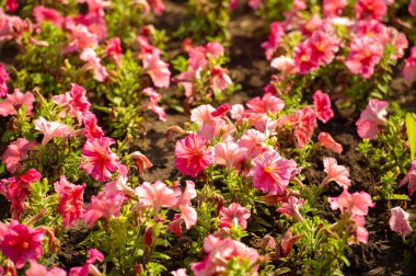 Petunyalar neredeyse sınırsız renk, şekil ve boyut çeşitliliğine sahiptir. Tozlaşan pek çok böcek de çiçek açan nektar zengini petunyalarla ziyafet çekmek için bahçenize akın edecek..