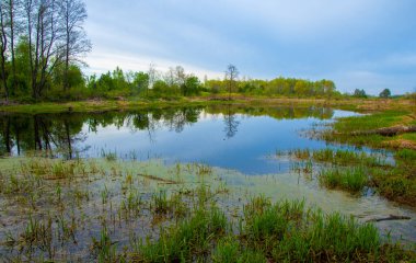 Güneş doğuyor. Gün batımı. Ormanın üstünde. Avrupa 'nın merkezi şeridi. Yılın ilkbaharı. gündoğumu, doğumu, yükselişi