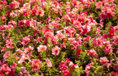 Petunyalar neredeyse sınırsız renk, şekil ve boyut çeşitliliğine sahiptir. Tozlaşan pek çok böcek de çiçek açan nektar zengini petunyalarla ziyafet çekmek için bahçenize akın edecek..