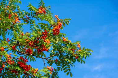 Sonbahar fotoğrafçılığı, sonbaharda yapraklar, yılın bu zamanında ağaçlar turuncu, kırmızı ve bakır çiçeklerden koparak canlanıyor.