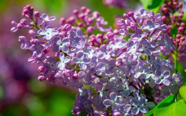 Leylak çiçeği New Hampshire 'ın eyalet çiçeği olarak seçildi çünkü Granit Eyaletteki erkek ve kadınların inatçı karakterlerini sembolize ediyor. Şırınga bayağıdır.