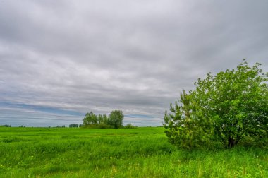 Bahar fotoğrafçılığı, bulutlu gökyüzü manzarası. Genç buğday, yeşil lahanalar, tahıllar ve tahılları, bunlardan beyaz un hazırlanır.