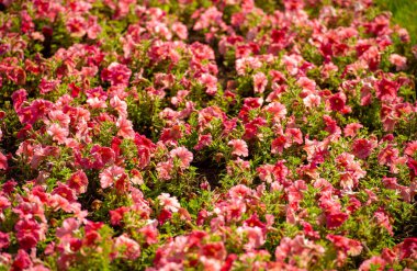 Petunyalar neredeyse sınırsız renk, şekil ve boyut çeşitliliğine sahiptir. Tozlaşan pek çok böcek de çiçek açan nektar zengini petunyalarla ziyafet çekmek için bahçenize akın edecek..
