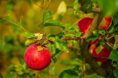 Yaz manzarası, Yaban Elmaları, Ağustos sonu, gül familyasından bir ağacın yuvarlak meyvesi, genellikle ince kırmızı ya da yeşil derisi ve çıtır çıtır eti vardır.. 