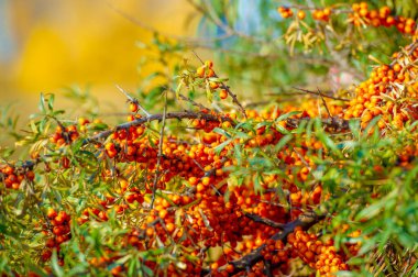 Deniz karabatağı, kalp hastalığı, deri durumu, ödem (iltihap) ve diğer hastalıkların tedavisinde kullanılır. Gıda ürünlerinde jöle, meyve suyu, safra ve sos yapımında deniz dikenli böğürtlen kullanılır.