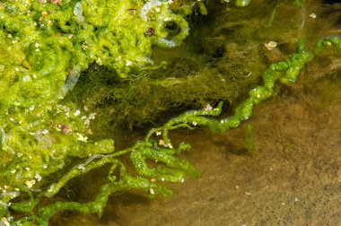 Doğal toksin üretimi yoluyla diğer organizmalar üzerinde olumsuz etkilere yol açan, Zararlı alg tomurcuğu (NAV), genellikle büyük ölçekli ölümlerle ilişkilendirilir.