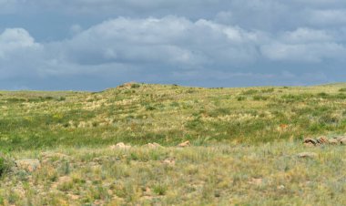 Çayırlık, bozkır ekosistemi, çayırlık, savana ve çalı biyologlarına göre, benzer ılıman bir iklime, ılımlı yağış ve çimen bileşimine dayanan bir çalı biyomu.,