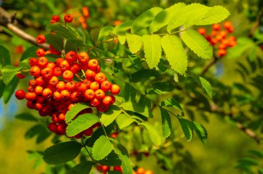 Sonbahar fotoğrafçılığı, sonbaharda yapraklar, yılın bu zamanında ağaçlar turuncu, kırmızı ve bakır çiçeklerden koparak canlanıyor.