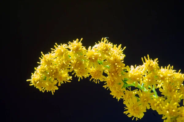 Solidii Κοινώς Γνωστό Goldenrods Solidago Virgaurea Χρησιμοποιείται Παραδοσιακό Τονωτικό Των — Φωτογραφία Αρχείου