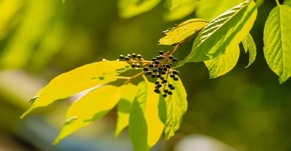 Cereja Pássaro Uma Pequena Cerejeira Selvagem Arbusto Com Fruta Preta — Fotografia de Stock