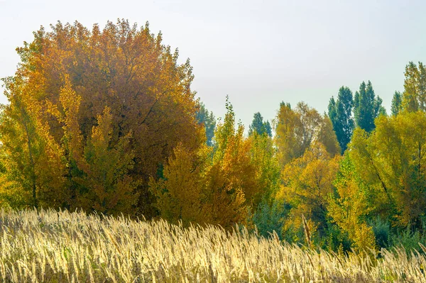 Cores Outono Que Irão Ajudá Desfrutar Imagens Coloridas Natureza — Fotografia de Stock
