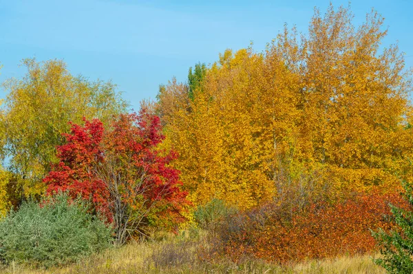 Cores Outono Que Irão Ajudá Desfrutar Imagens Coloridas Natureza — Fotografia de Stock