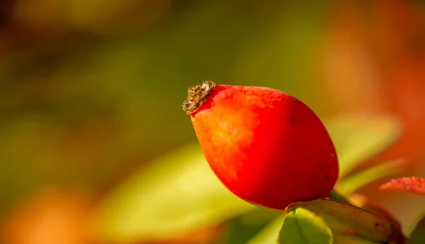 Blurry Photo Shallow Depth Field Rose Hips Contain Large Amount — Stock Photo, Image