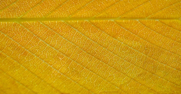 Shallow Depth Field Blurred Autumn Yellow Leaves Close Macro — Stock Photo, Image