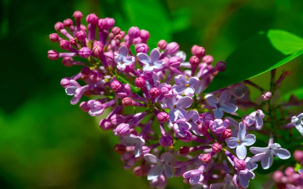 Lilac Flower Chosen State Flower New Hampshire Because Symbolizes Tenacious — Stock Photo, Image