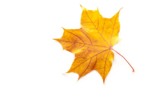 Hoja Arce Otoño Una Estructura Aplanada Una Planta Superior Similar — Foto de Stock