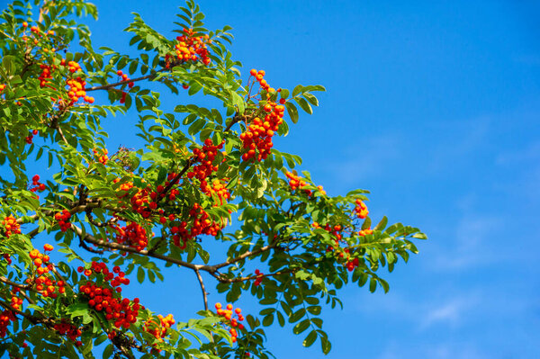 Autumn photography, leaves in the fall, At this time of the year the trees seem to come to life, breaking from orange, red and copper flowers