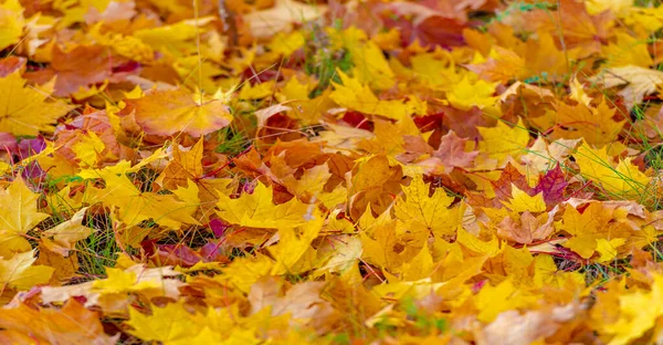 Feuilles Érable Automne Couleurs Automne Humeur Douée Septembre Octobre Novembre — Photo