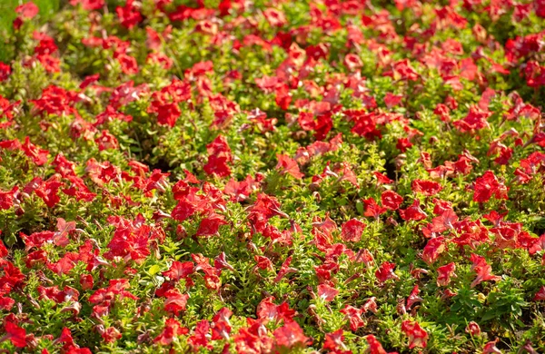 Petunias Поставляются Практически Неограниченном Диапазоне Цветов Форм Размеров Многие Опыляющие — стоковое фото
