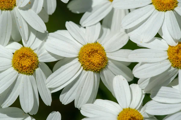 Kamille Kruidachtige Plant Met Bloeiwijzen Bloemblaadjes Zijn Wit Het Midden — Stockfoto