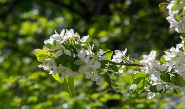 Elma Çiçekleri, Elma Çiçeği. Doğal yeşil arka planda gün ışığında. Ağaç beyazı baharda çiçek açar..