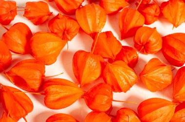 Physalis sidik torbası kirazı, Çin feneri, Japon feneri, Çilek Çileği, Japonya, parlak ve fener benzeri meyve kapları Bon festivalinin geleneksel bir bölümünü oluşturur.