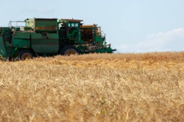 Arpa hasadının yaz fotoğrafı, modern birleşim, çeşitli ürünlerin verimli bir şekilde toplanması için tasarlanmış evrensel bir makinedir. 2019 09 06 Tukaevsky Bölgesi Tataristan Rusya