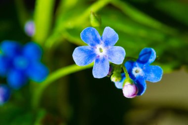 Unutma beni çiçeğim. Myosotis, küçük mavi unutma beni çiçeği ilk kez 1926 yılında Almanya 'nın Bremen şehrinde düzenlenen yıllık kongrede Zur Sonne Büyük Locası tarafından Mason amblemi olarak kullanılmıştır.