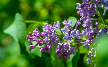 Leylak çiçeği New Hampshire 'ın eyalet çiçeği olarak seçildi çünkü Granit Eyaletteki erkek ve kadınların inatçı karakterlerini sembolize ediyor. Şırınga bayağıdır.