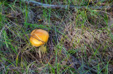 Yaz fotoğrafı. ungus, boletus, darner, yenilebilir mantarlar çeşitli makromantar türlerinin etli ve yenilebilir meyve gövdeleridir.