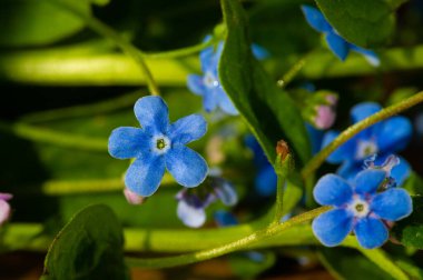 Unutma beni çiçeğim. Myosotis, küçük mavi unutma beni çiçeği ilk kez 1926 yılında Almanya 'nın Bremen şehrinde düzenlenen yıllık kongrede Zur Sonne Büyük Locası tarafından Mason amblemi olarak kullanılmıştır.
