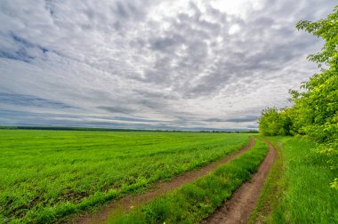 İlkbahar fotoğrafçılığı, kırsal alan, genç buğday tarlalarının arasından geçen toprak yol, bir yerden diğerine uzanan geniş bir yol, özellikle araçların kullanabileceği özel hazırlanmış bir yüzeye sahip olan bir yol.