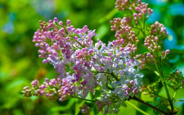 Leylak çiçeği New Hampshire 'ın eyalet çiçeği olarak seçildi çünkü Granit Eyaletteki erkek ve kadınların inatçı karakterlerini sembolize ediyor. Şırınga bayağıdır.