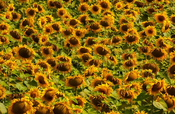 Slunečnice Helianthus Annuus Divoký Slunečnice Původem Severní Ameriky Ale Komercializace — Stock fotografie