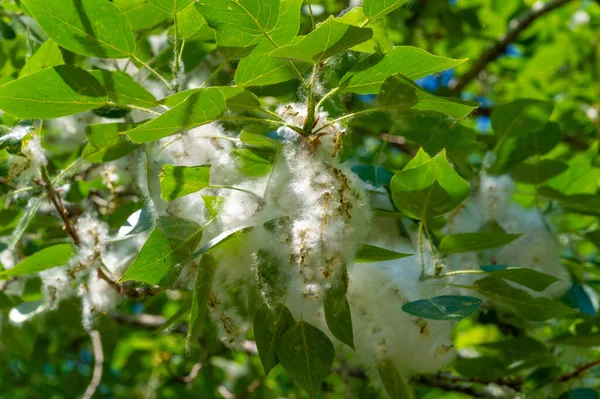 Poplar pofuduk alerjiler için suçlanamaz; sağlığa zarardan çok bir baş belasıdır. Kar, diğer türlerden dört kat daha fazla karbondioksit emen ideal bir kentsel ağaç gibi sürüklenecek.