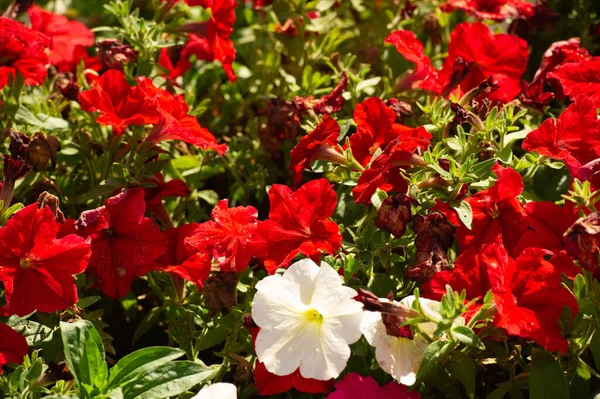 Petunia South American Descent Popular Flower Same Name Came French — Stock Photo, Image