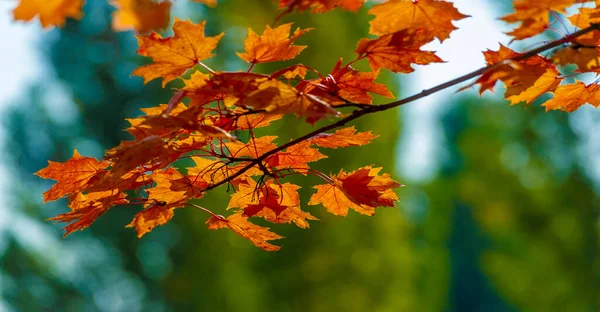 Autumn Maple Leaves Autumn Colors Gifted Mood September October November — Stock Photo, Image