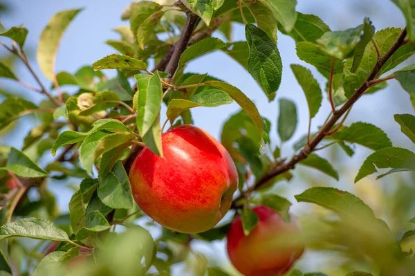 나무에 사과요 수확할 준비가 사과와 과수원 — 스톡 사진